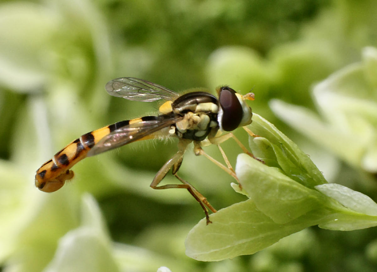 Sphaerophoria scripta ?